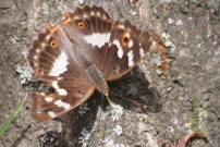 *(17800) Le Petit Mars changeant (Lpidoptre - Nymphalidae - Apatura ilia)